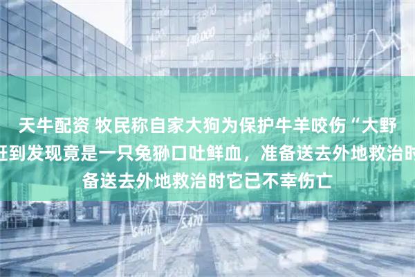 天牛配资 牧民称自家大狗为保护牛羊咬伤“大野猫”，救助者赶到发现竟是一只兔狲口吐鲜血，准备送去外地救治时它已不幸伤亡